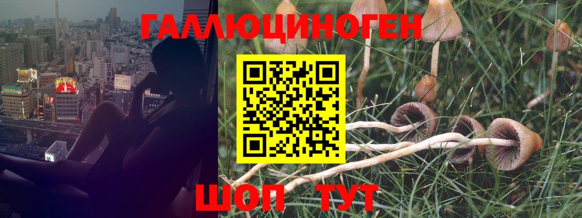 Грозный  Псилоцибиновые грибы мицелий  Вход с VPN 